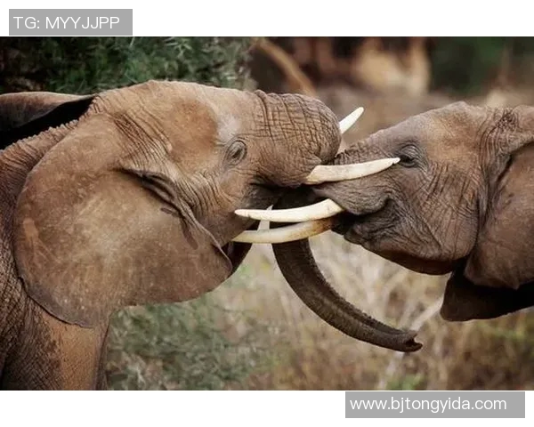 姚明与野生大象的奇妙邂逅探讨人与自然和谐共生的美好愿景
